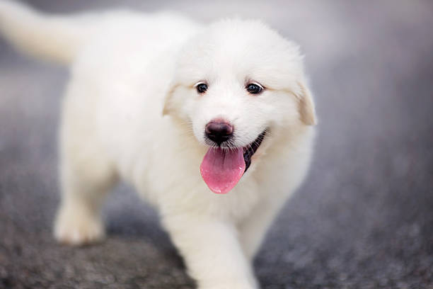 Puppy: Adorable Great Pyrenees puppy strolling down the road