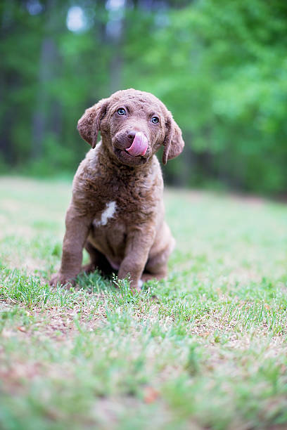 istock Dog: Puppy retriever sitting in the grass 533893420