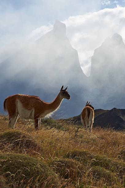 istock Guanaco in Torres del Paine 533893722