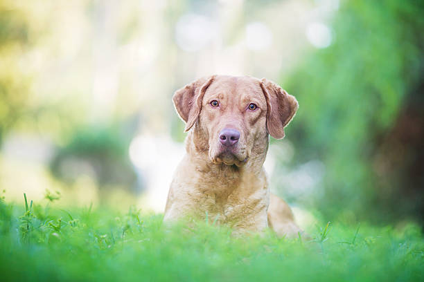 istock Dog: Retriever laying in a green field 533893782