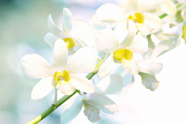 istock Yellow dendrobium orchid flower 533893958