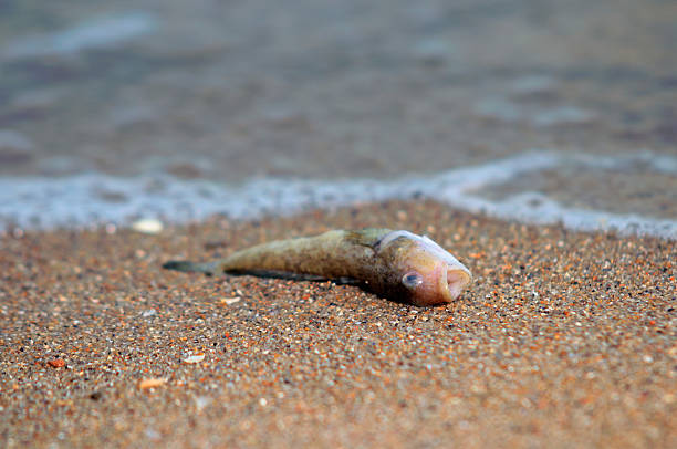 dead peixe  - dead animal fotos - fotografias e filmes do acervo