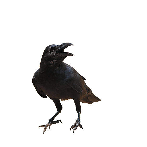 uccello corvo isolato su sfondo bianco - appollaiarsi foto e immagini stock