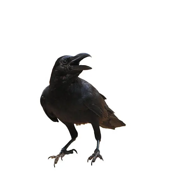Photo of raven bird isolate on white background