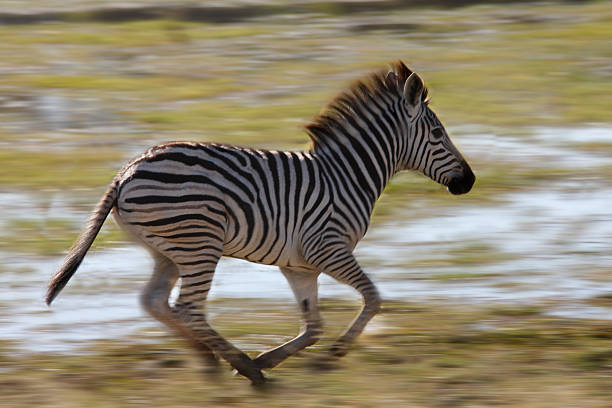 A young Zebra (Equus quagga) running from danger in the Khwai River area of Botswana
