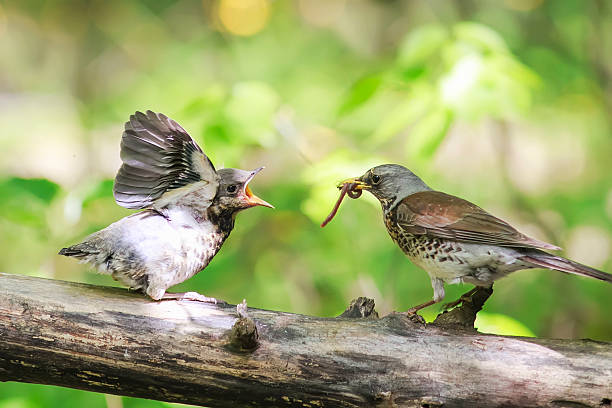 istock bird Blackbird brought his chick to eat a worm 533896518