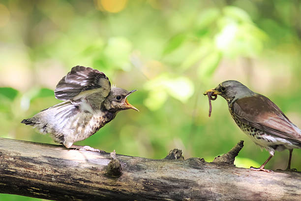 istock bird Blackbird brought his chick to eat a worm 533896990