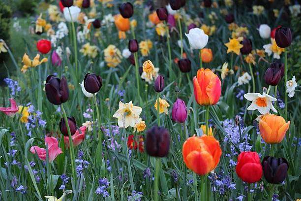 istock Colorful tulips garden 533897680