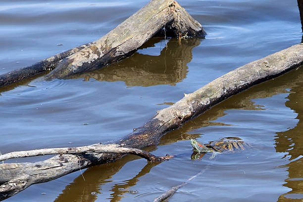 Red-eared slider (Chrysemys scripta elegans) 24 May 2016: Emiquon National Wildlife Refuge  Red-eared slider (Chrysemys scripta elegans) coahuilan red eared turtle stock pictures, royalty-free photos & images