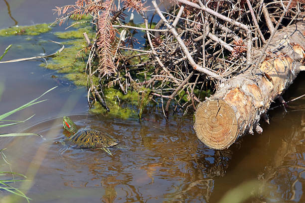 Red-eared slider (Chrysemys scripta elegans) 24 May 2016: Emiquon National Wildlife Refuge  Red-eared slider (Chrysemys scripta elegans) coahuilan red eared turtle stock pictures, royalty-free photos & images