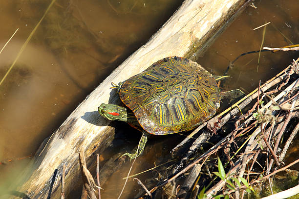 Red-eared slider (Chrysemys scripta elegans) 24 May 2016: Emiquon National Wildlife Refuge  Red-eared slider (Chrysemys scripta elegans) coahuilan red eared turtle stock pictures, royalty-free photos & images