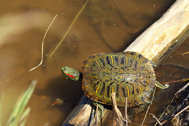 Red-eared slider (Chrysemys scripta elegans) 24 May 2016: Emiquon National Wildlife Refuge  Red-eared slider (Chrysemys scripta elegans) coahuilan red eared turtle stock pictures, royalty-free photos & images