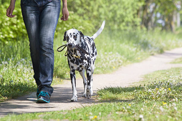 dog walking with the owner