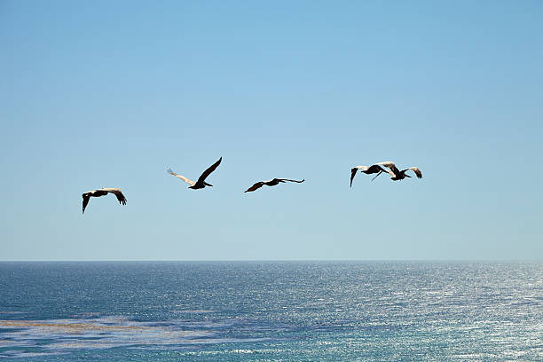 istock Brown pelicans flying over the ocean 533900018