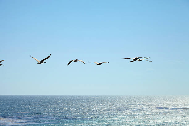 istock Brown pelicans flying over the ocean 533900048