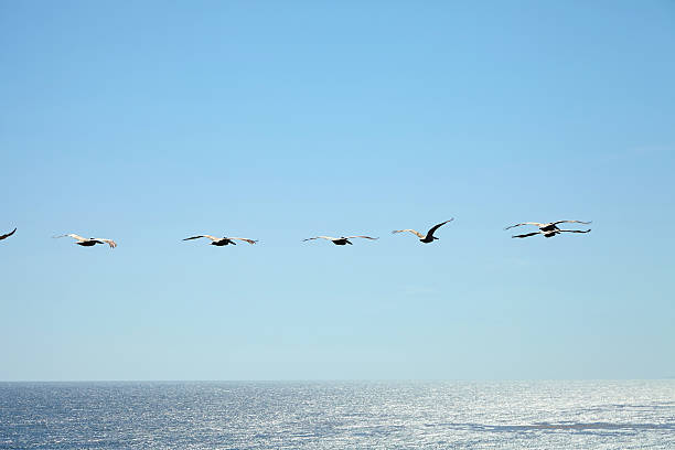 istock Brown pelicans flying over the ocean 533900078