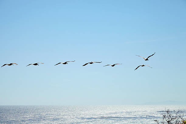 istock Brown pelicans flying over the ocean 533900104