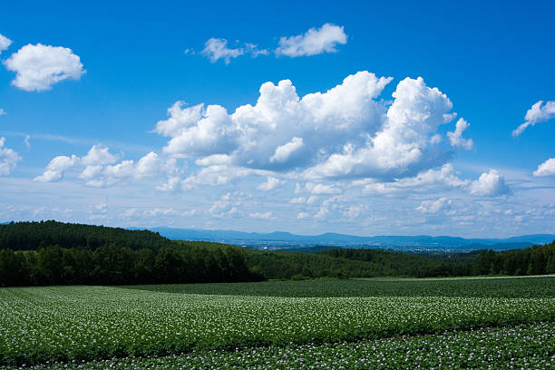 istock Potato field and the blue sky 533900176