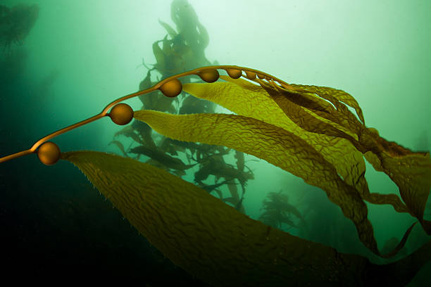 istock Giant Kelp in California 533900206