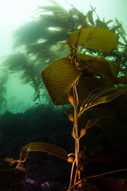 istock Giant Kelp Growing in Kelp Forest 533900262