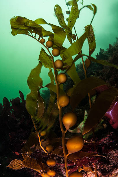Giant Kelp Gas Bladders Giant kelp (Macrocystis pyrifera) grows in the cold, nutrient-filled waters off the coast of California. Kelp forests provide vital habitat for a wide variety of fish and invertebrates. point lobos state reserve stock pictures, royalty-free photos & images
