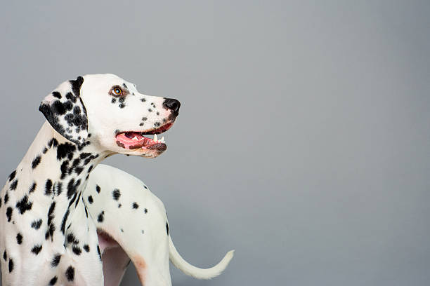 Dalmatian Studio photo of a young happy male Dalmatian dog dalmatian dog photos stock pictures, royalty-free photos & images