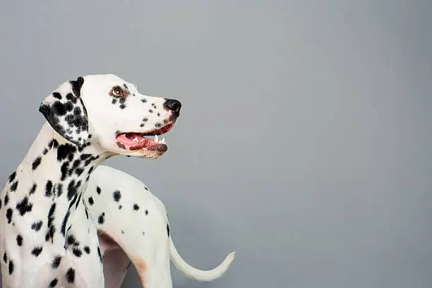 Studio photo of a young happy male Dalmatian dog