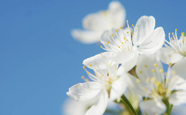 istock Beautiful white flowers agains blue clear sky 533901884