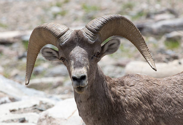 istock Bighorn sheep - stock image 533902082