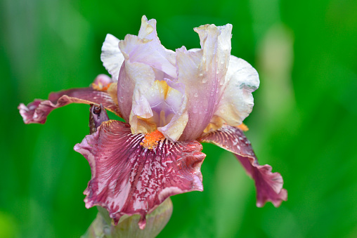 Iris in rain