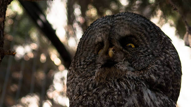 istock Closeup of a Great Gray Owl 533904422