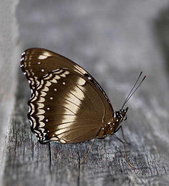 istock butterfly Hypolimnas bolina Common Eggfly female 533904506