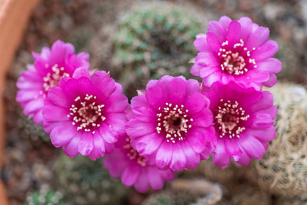 istock Pink cactus flower,Lobivia 533904602