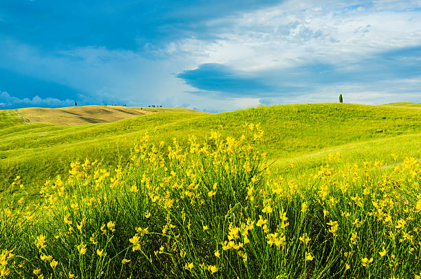 istock Tuscan green hilly landscape 533905327