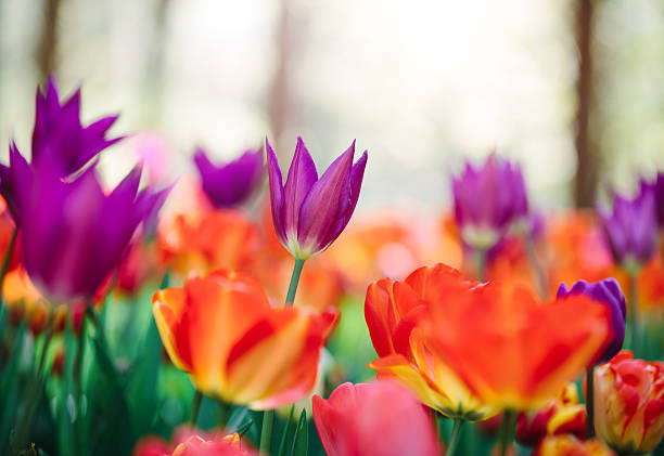 istock Colorful Tulip Field 533905345