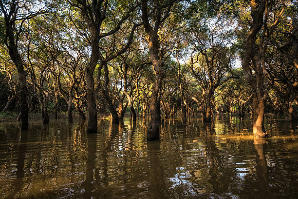 istock Tonle Sap Mangrove Forest 533905369