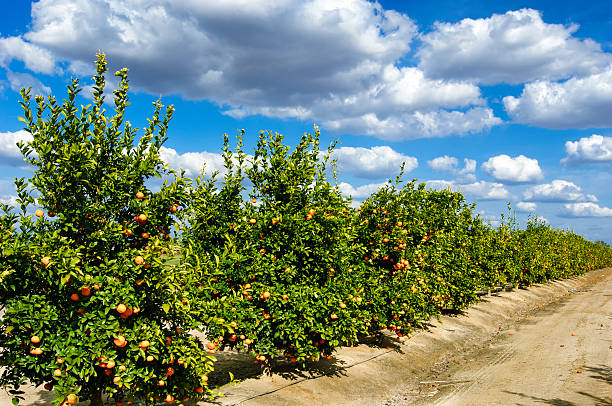 istock Orchard of Tangerine Trees 533905404