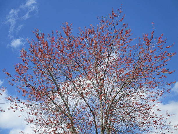Tree with Red Buds Against Blue Sky in Spring stock photo