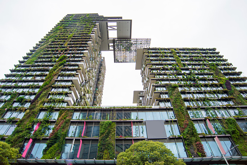 Vertical garden or living wall is a wall covered with living plants on residential building, Sydney Australia