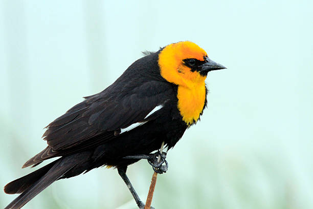 istock Yellow-headed blackbird Xanthocephalus xanthocephalus Bear River Utah 533906726