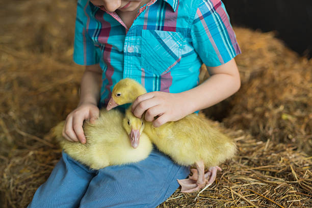 istock Two goslings sit on a legs little boy in farm 533906996