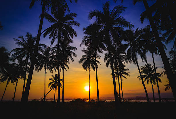istock Silhouette coconut palm trees on beach at sunset. 533907388