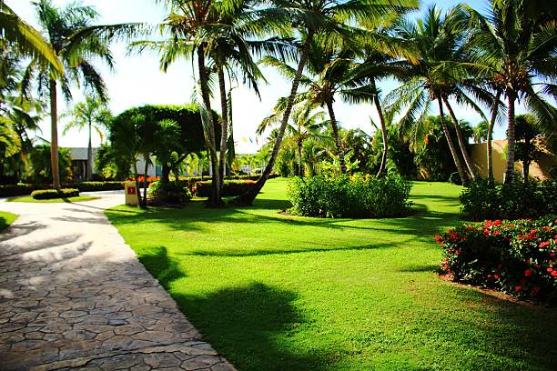 istock Palm trees and green lawn 533907683