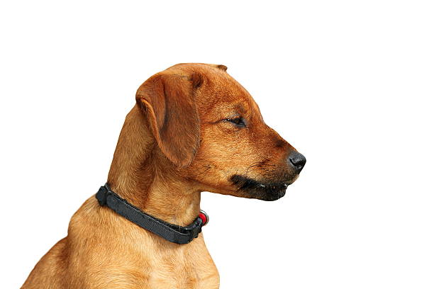 istock cute beige doggy over white 533908181
