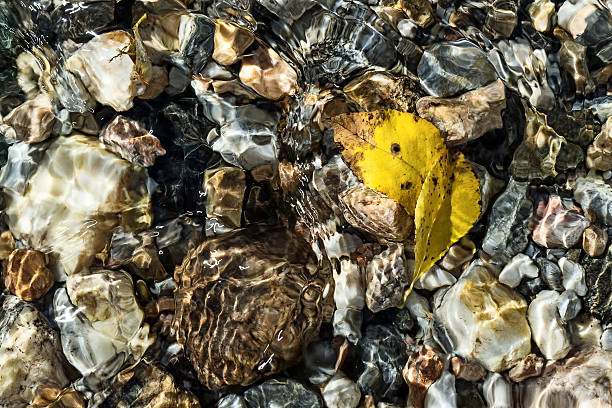 желтые листья на дне ручей - stone rock river pebble стоковые фото и изображения