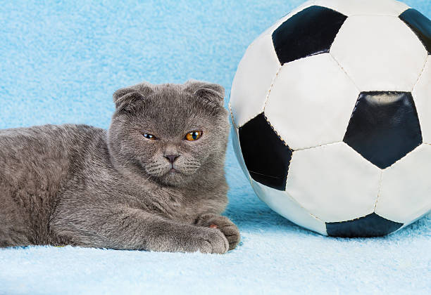 istock kitten lying near big football 533908913
