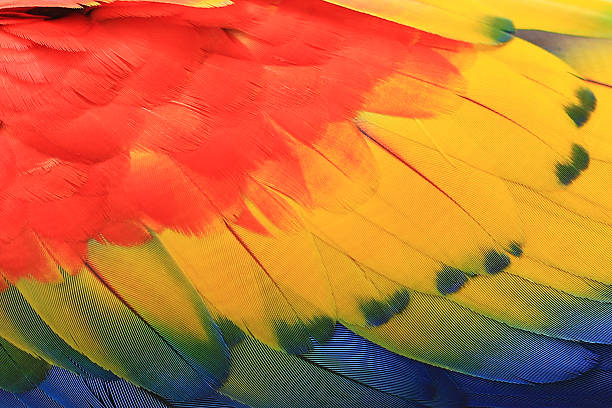 istock Beautiful bird feathers, Scarlet Macaw feathers pattern background 533909278