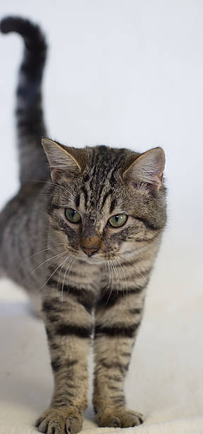 istock Short hair tabby cat standing 533909543