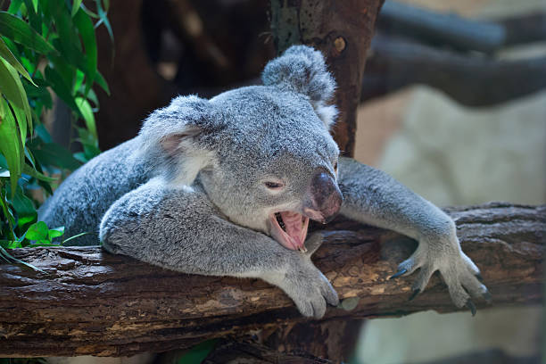 koala du queensland, phascolarctos cinereus adustus). - cinereous photos et images de collection