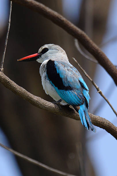 istock Woodland kingfisher 533910883